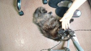 Кошка зовёт кота в брачный период 2