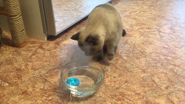 Что за штука такая