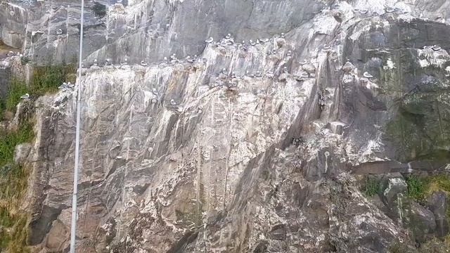 ПОШЛА ГУЛЯТЬ КО ФЬОРДУ НА РЫБАЛКУ ЧАЙКИ ГНЕЗДЯТСЯ смотреть онлайн