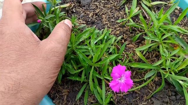 How to care Verbena and Dianthus смотреть онлайн