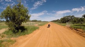 Бегемот погнался за туристами жесть!