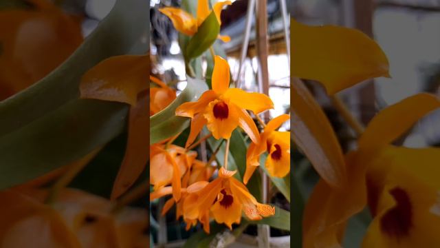 Dendrobium Chanthaboon Sunrise Orchid🌷|The Introduction #dendrobiumorchid #orchidgarden #orchids