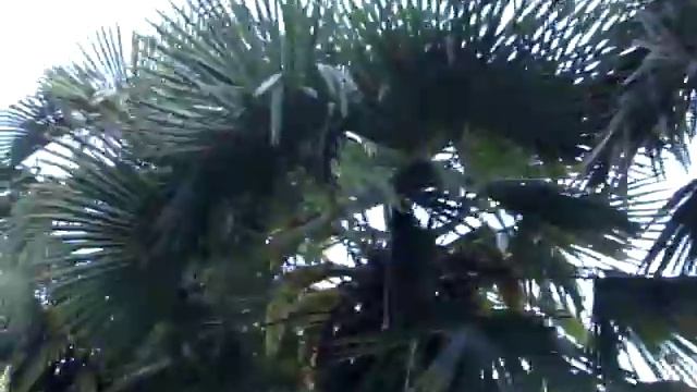 Пальмы в Крыму Трахикарпус Форчуна (Trachycarpus fortunei) смотреть онлайн