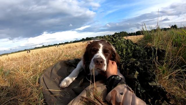 Duck Hunting - Lots Of Birds