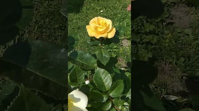 Чайная роза ??? #дача #сад #ленобласть #цветы #розы #лето23 смотреть онлайн