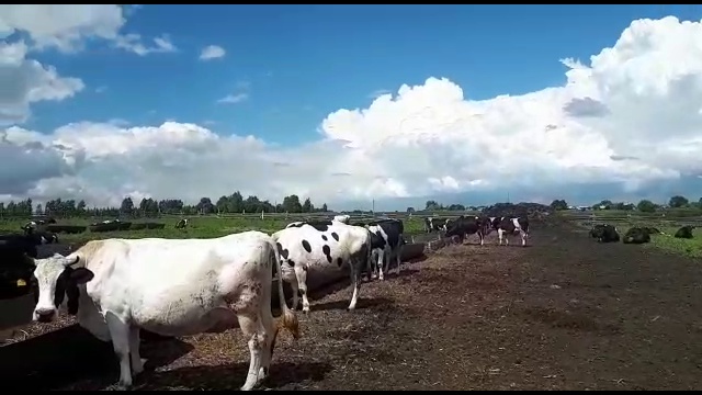 КРС Черно-пестрой породы смотреть онлайн