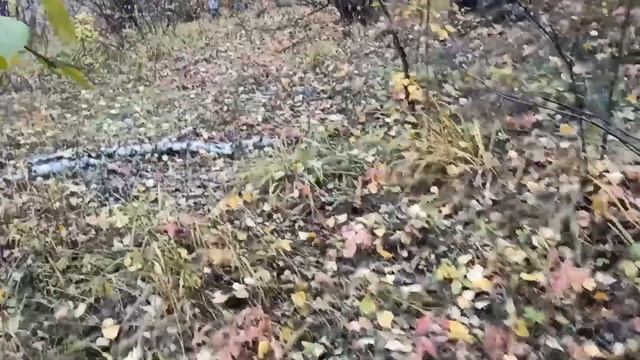 В лес за грибами! смотреть онлайн