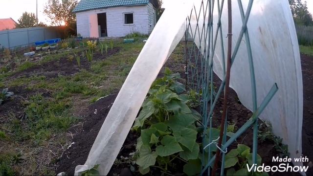 Как максимально просто вырастить огурцы на даче смотреть онлайн