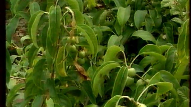 сад мечты Актинидия смотреть онлайн