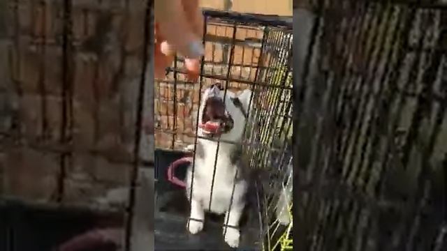 Щенки хаски готовы к переезду в новый дом !2020 07 20 Сегодня нам ровно 2 месяца. смотреть онлайн