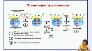 Лекция 6. Трансляция. Регуляция биосинтеза белка.