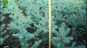 Ель голубая колючая Глаука (6-ти летка) в питомнике "Хвойный дворик" - сезон осень 2019