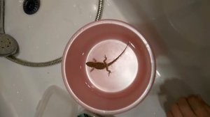 купание бородатой агамы