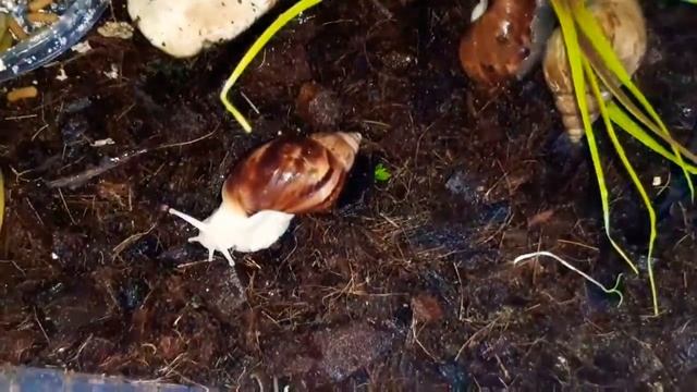 Ślimak Afrykanski- Jakie Terrarium? ( Podstawy Hodowli) #ślimaki
