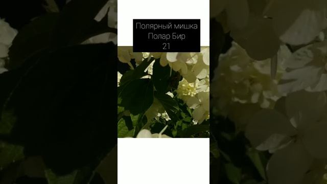 гортензия метельчатая Полар Бир полярный медведь. смотреть онлайн