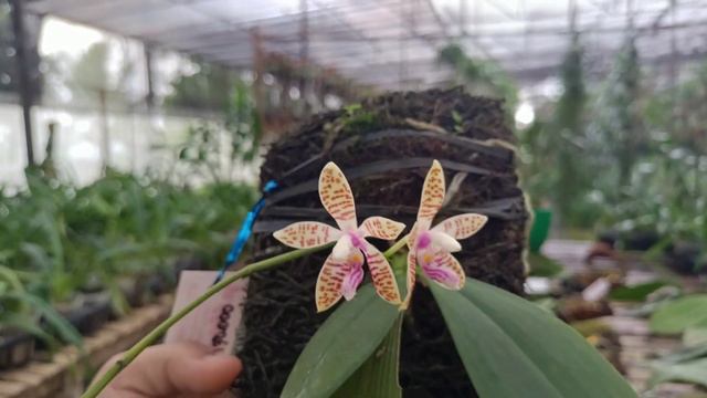 Promo phalaenopsis viridis bunga wangi смотреть онлайн