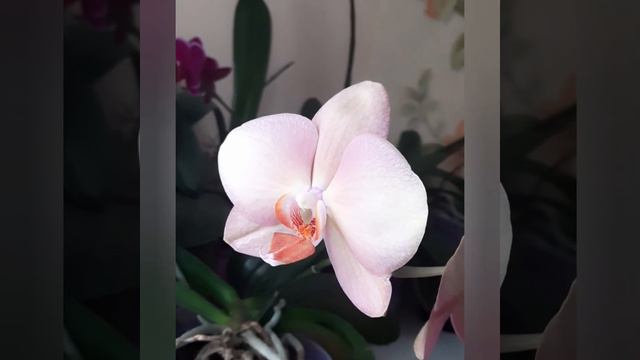 Phalaenopsis I-Duke смотреть онлайн