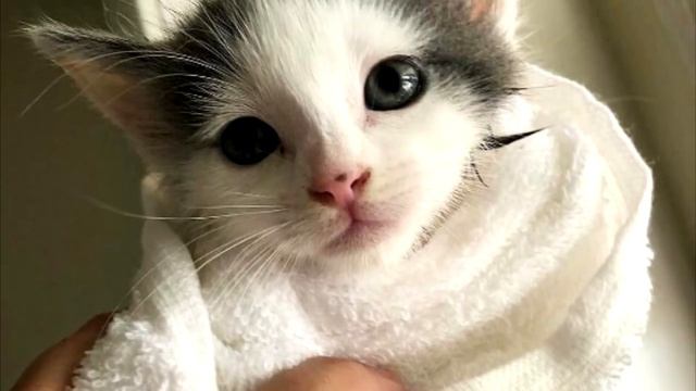 Мужчина услышал жалобный плач возле дома, и обнаружил целую кошачью семью смотреть онлайн