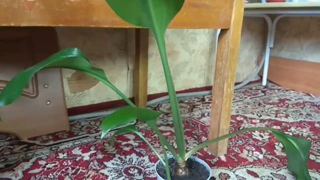 как цветёт эухарис | амазонская лилия смотреть онлайн
