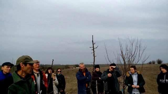 Обрезка абрикоса - исправляющая обрезка и советы по обрезке абрикоса смотреть онлайн