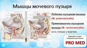 Анатомия Мочевого Пузыря за 5 минут!!!