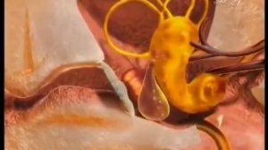 Барабанная перепонка