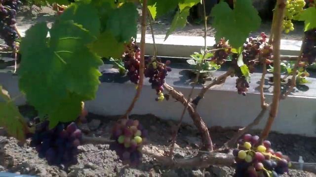 Виноград в Тюмени