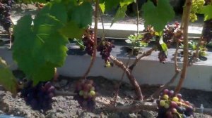 Виноград в Тюмени