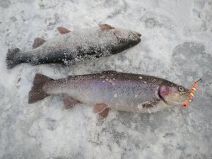 Форель на ECLIPSE MINI SLIGHT 75 NEMO | Вести с полей