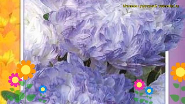 Астра пионовидная дюшес блю энд вайт. Краткий обзор, описание характеристик, где купить семена смотреть онлайн