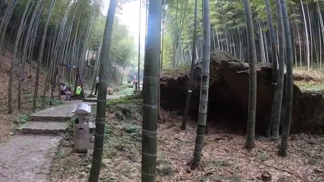 Jiaxing Bamboo Forest. China !!!!! смотреть онлайн