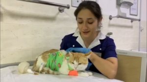 Врачи были вынуждены поставить дренаж в грудную полость кота, смотрите почему!!!