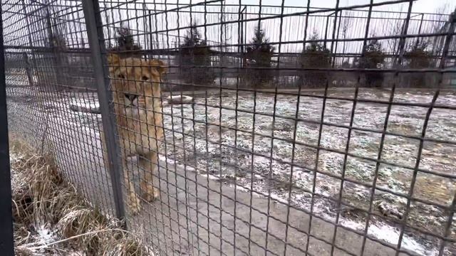 В молодом львином прайде начинается ЛЮБОВЬ!