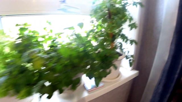 #Норильск ВЛОГ ЖИЗНЬ НА СЕВЕРЕ. Мой огород на подоконнике! Огурцы на севере смотреть онлайн