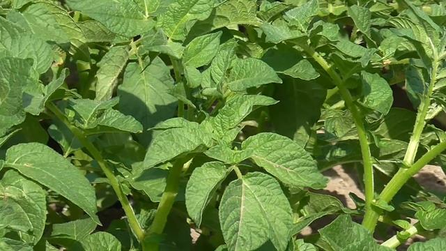 Урожайные и вкусные сорта картофеля. Обзор картофельного участка. смотреть онлайн