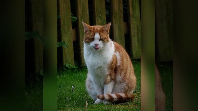 ПОЧЕМУ КУСАЮТ КОТЫ? истории на ночь смотреть онлайн
