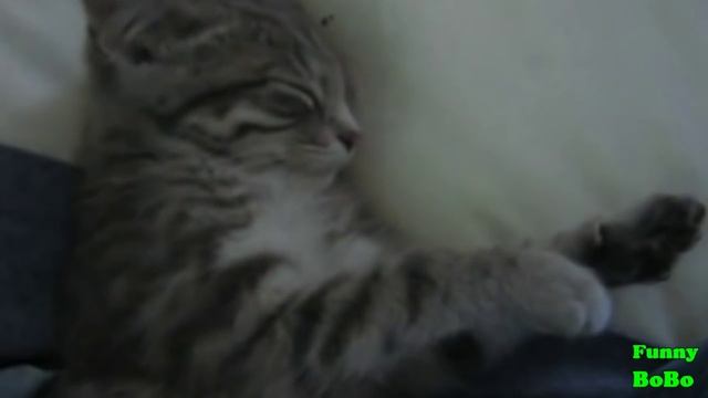 Sleepy Kittens Compilation || FunnyBOBO смотреть онлайн