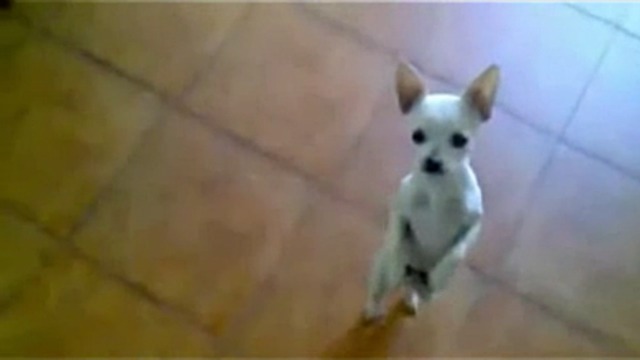 Ушастый мачо смотреть онлайн