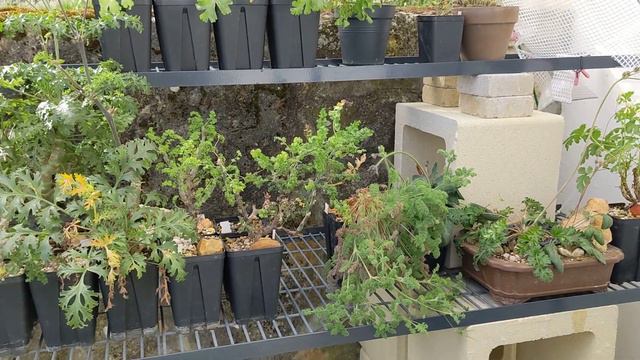 Collection de Pelargonium - Printemps 2023 (partie 1) смотреть онлайн