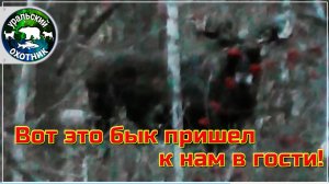 Охота на лося в октябре на солонцах. Вот это бык пожаловал к нам в гости!