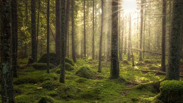 8. Сказки о Ежике и его друзьях - Птица. Читает Юрий Вязовский смотреть онлайн