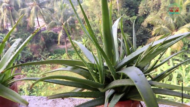 Aloe Vera Flower in my Terrace Garden смотреть онлайн