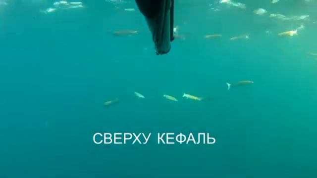 веселая атлантика подводная охота в Португалии смотреть онлайн