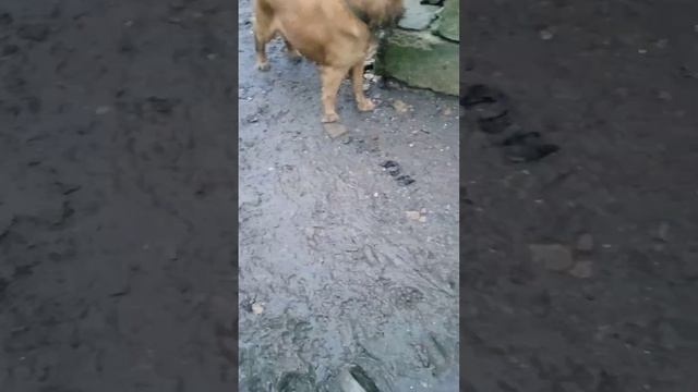 решил снять видео про Сэма Сэм забыл всех команды смотреть онлайн