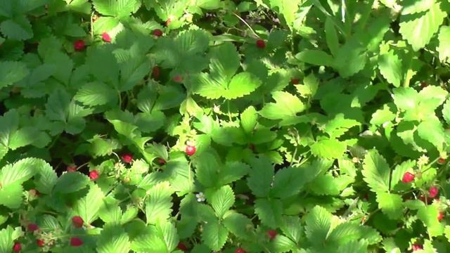 Ремонтантная земляника с ягодой до заморозков смотреть онлайн