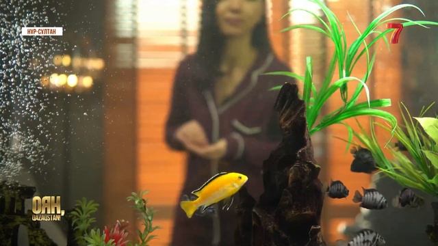 Ауа тазартқыш TherapyAir IOn. Тыныс алуға мүмкіндік беретін инновация / Zepter