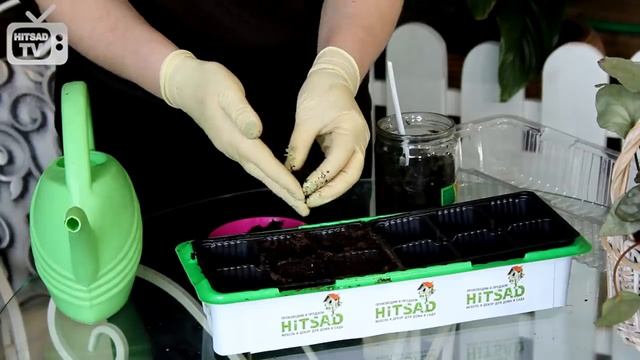 Пикировка клубники посаженной в банку ✅ Результат эксперимента hitsadtv смотреть онлайн