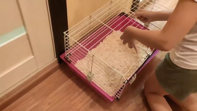 Уборка в клетке морской свинки. смотреть онлайн