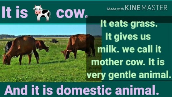 wild animals. Essay on wild animals learn about animals Description of animals.