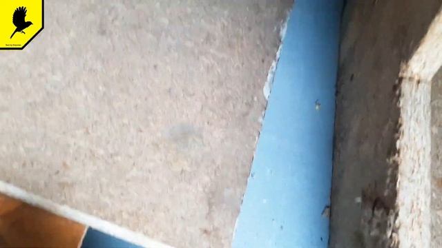 Делаю куриные гнёзда с яйцесборником ( Все размеры) смотреть онлайн